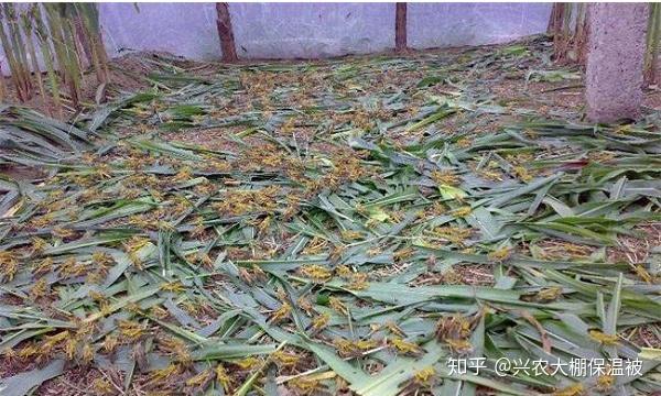 养殖蚂蚱蝗虫技术视频_蝗虫和蚂蚱养殖技术_养殖蚂蚱蝗虫技术要点