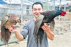 七彩山鸡振翅助推精彩致富