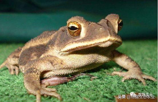 致富经牛粪养泥鳅_泥鳅养殖致富_农村养殖泥鳅