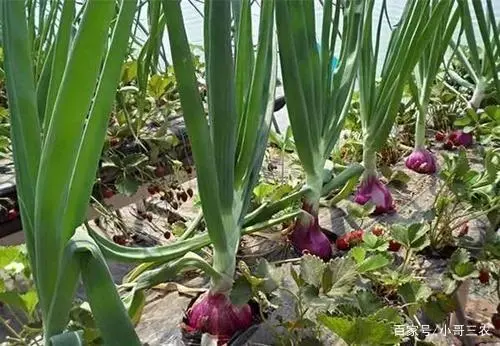 洋葱头怎么栽_洋葱头怎么种法_洋葱头的种植技术