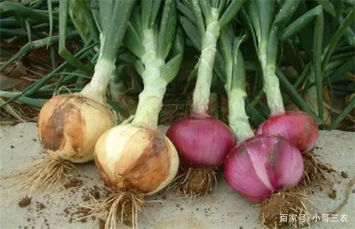 洋葱头怎么种法_洋葱头的种植技术_洋葱头怎么栽