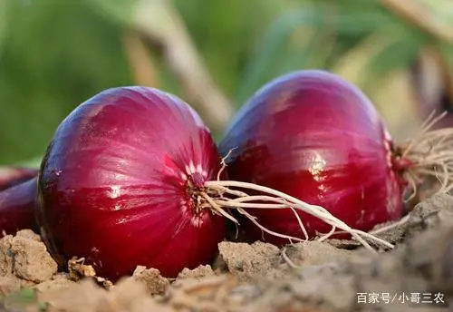 洋葱头怎么栽_洋葱头的种植技术_洋葱头怎么种法