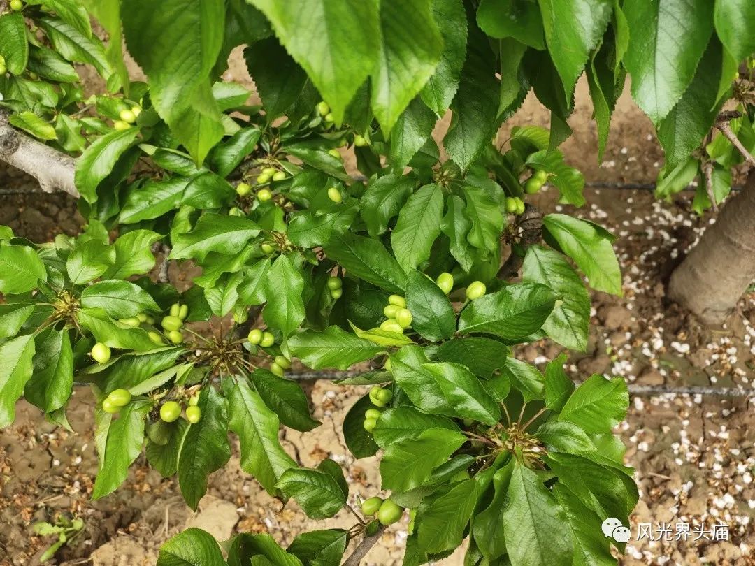 致富大棚种植樱桃视频_大棚种植樱桃树_大棚樱桃种植致富