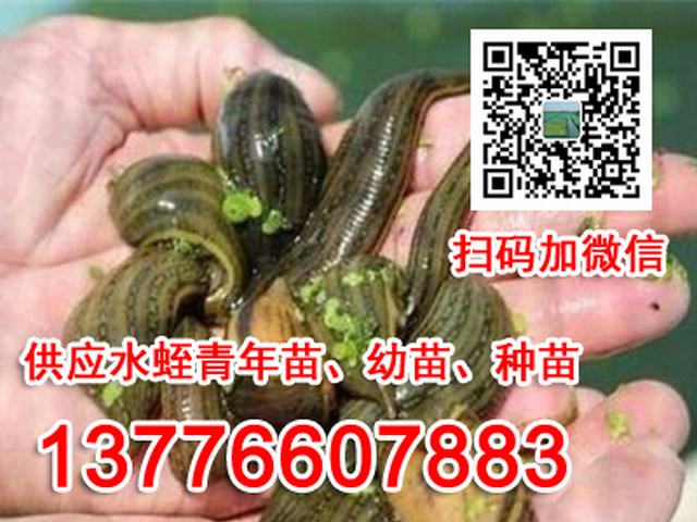 水蛭小苗养殖技术_水蛭幼苗养殖_养殖小苗水蛭技术要求