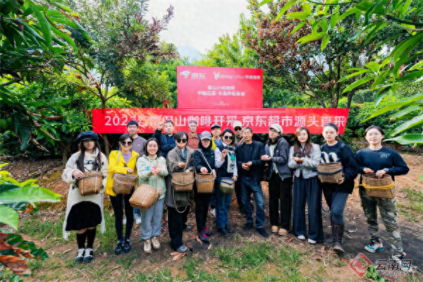 咖啡红了！云南保山咖啡迎来新产季开采预计年产约2.2万吨