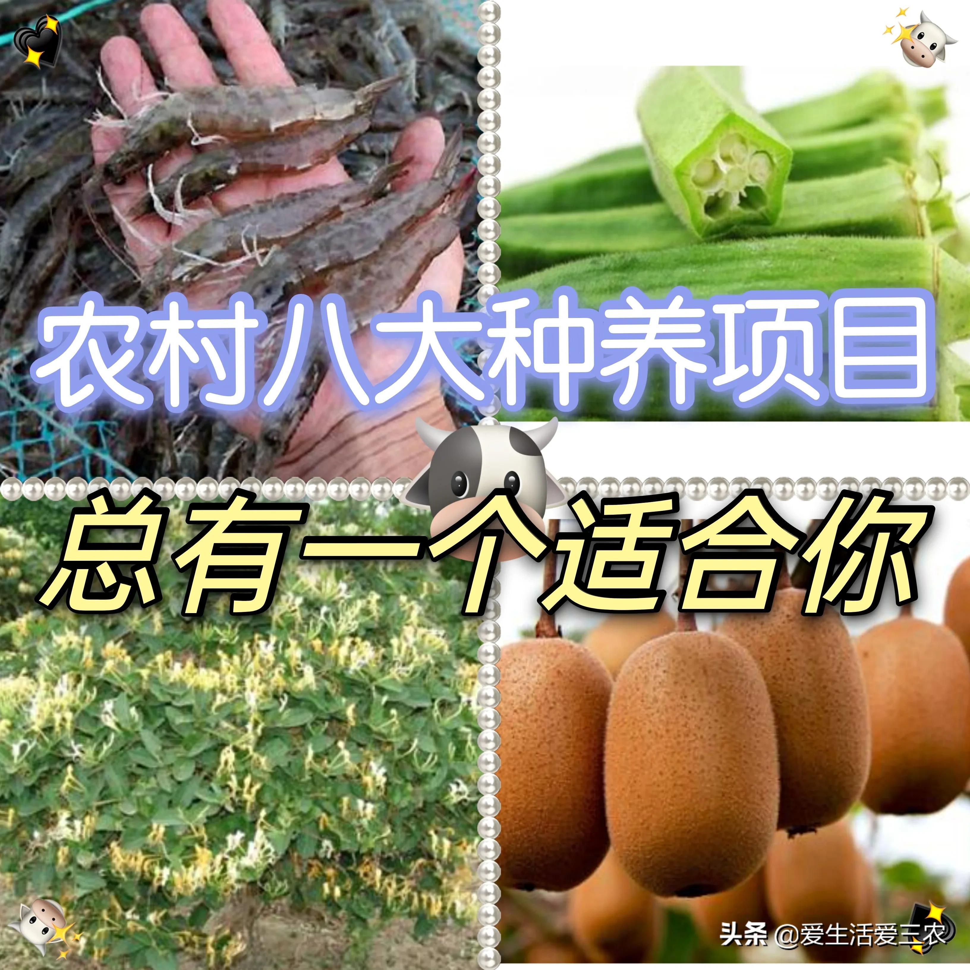 致富找项目养殖_致富养殖业_致富养殖项目大全