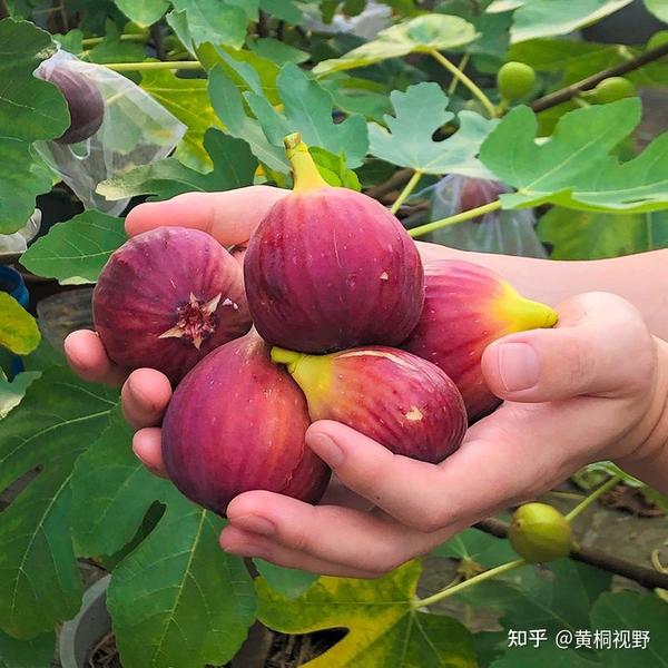 农村出现一种致富种植，亩产5000斤，利润高，市场还供不应求！