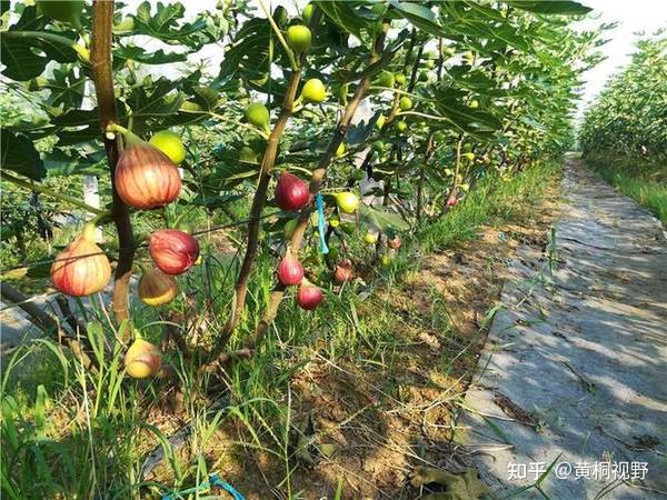 农民致富养殖什么_农民种植养殖致富_农民致富养殖业
