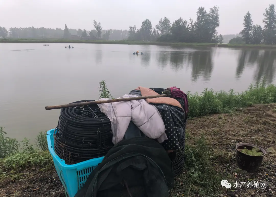论坛养殖交流青鱼技术研究_青鱼养殖技术交流论坛_论坛养殖交流青鱼技术与管理
