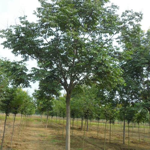 种植技术栾树方法_栾树的种植_栾树怎么种植技术