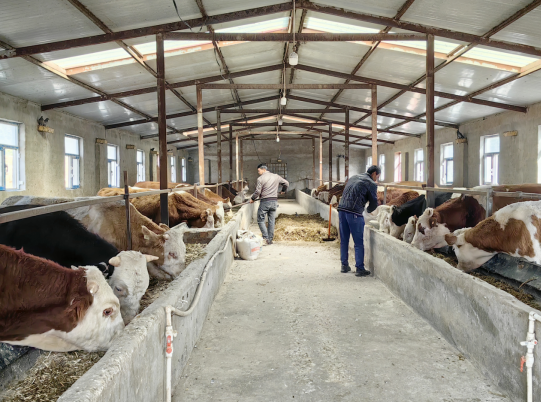 新疆疏勒县：肉牛产业助力乡村振兴 带动群众增收致富