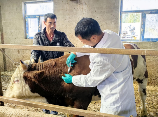 广西种草养牛_广西牛养殖致富_广西养殖基地牛