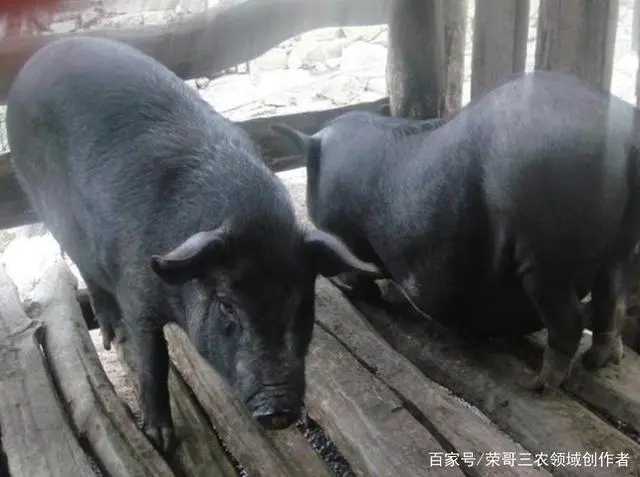 致富经黑猪养殖视频_养殖业黑猪_致富黑猪养殖