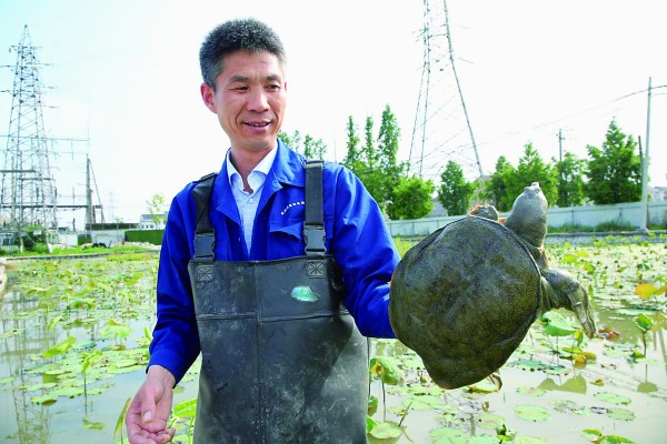 致富经稻田养鱼_致富经稻鳖_致富经水稻