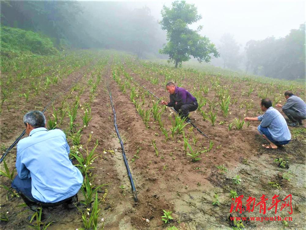 致富药材种植白芨怎么样_致富经种植药材白芨_致富药材种植白芨图片