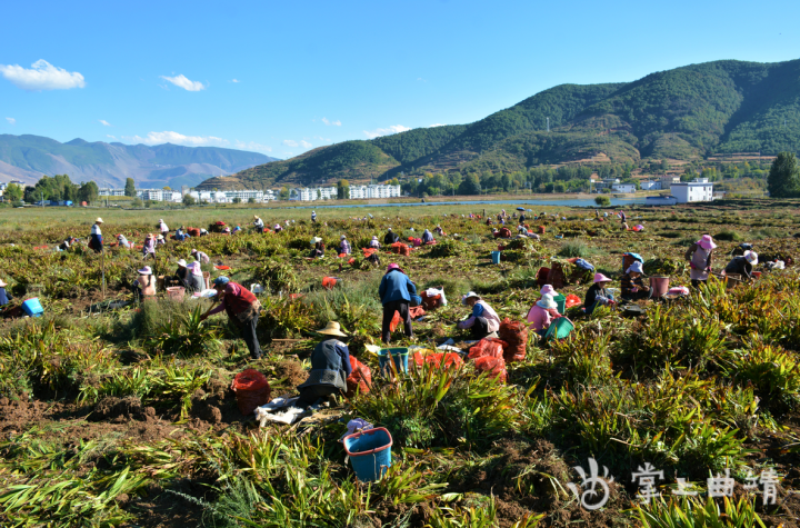 会泽县娜姑镇：千亩白芨成群众增收“良药”
