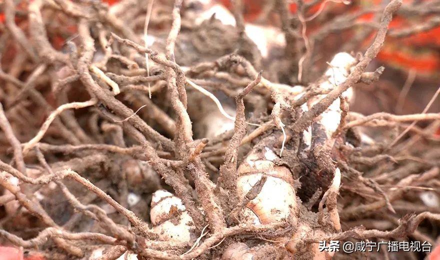 致富经种植药材白芨_种植白芨前景_白芨种植成本与利润