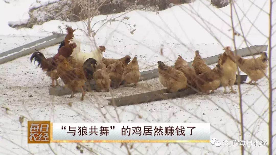 狼鸡共舞 创出致富新天地