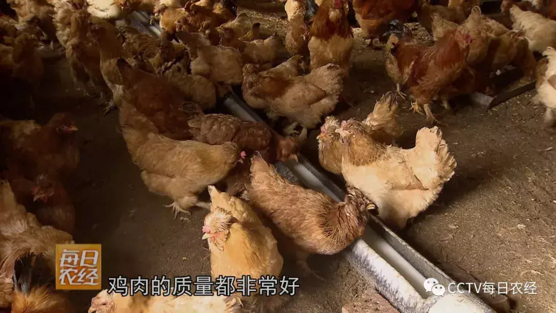 养殖狼有什么经济效益_养殖狼_致富经养殖狼