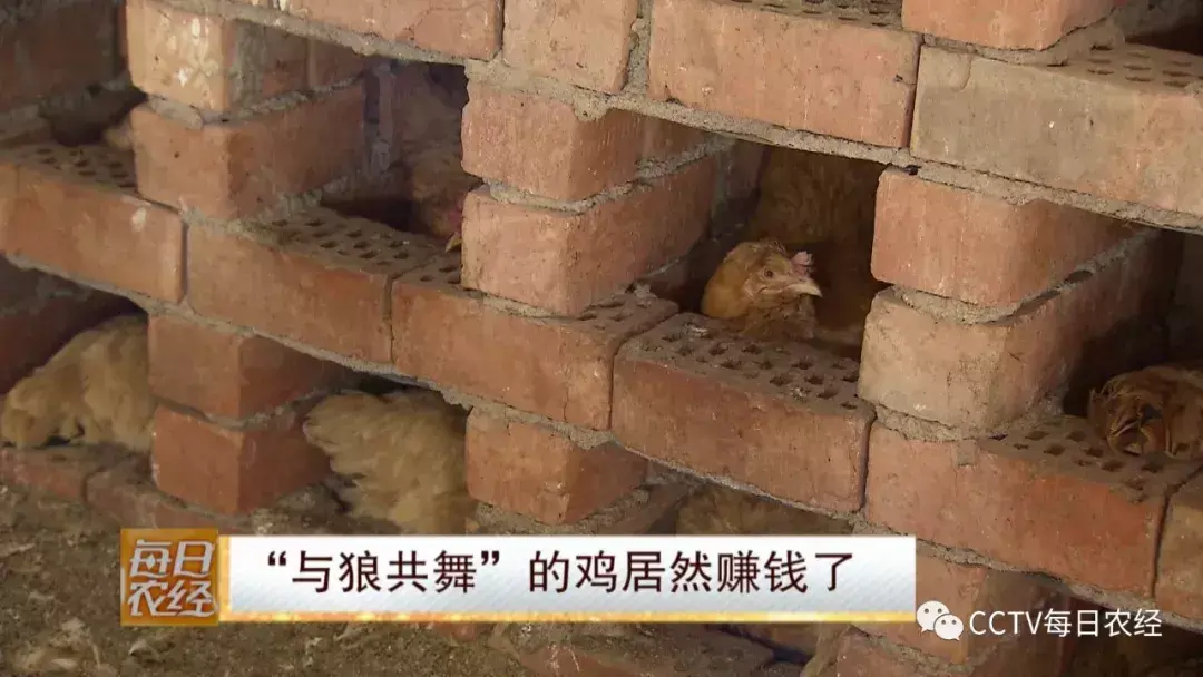 养殖狼有什么经济效益_养殖狼_致富经养殖狼