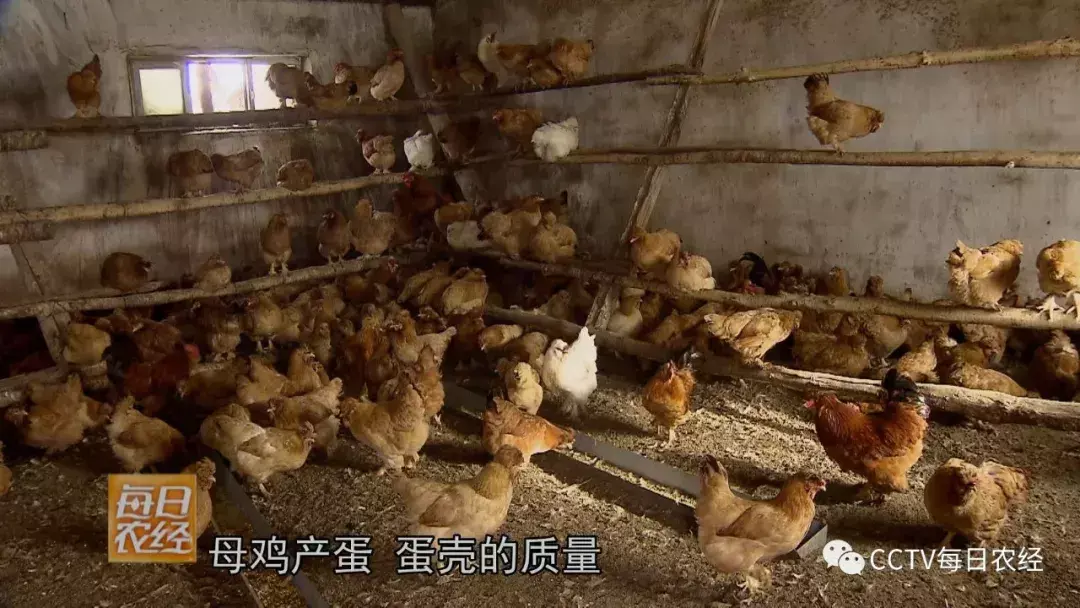 致富经养殖狼_养殖狼_养殖狼有什么经济效益