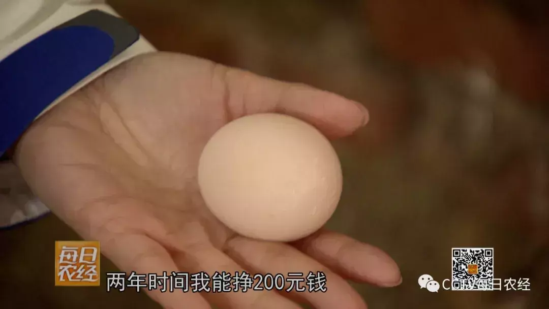 养殖狼有什么经济效益_致富经养殖狼_养殖狼