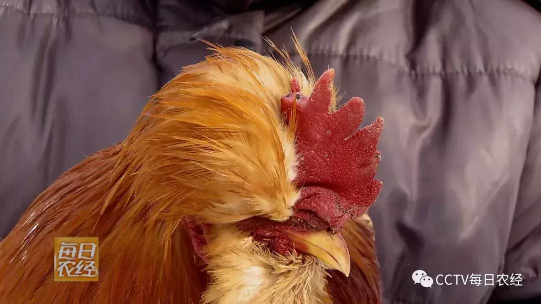 养殖狼_养殖狼有什么经济效益_致富经养殖狼