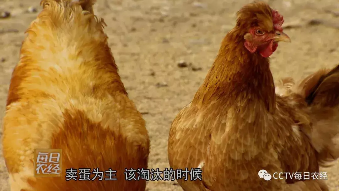 养殖狼有什么经济效益_致富经养殖狼_养殖狼