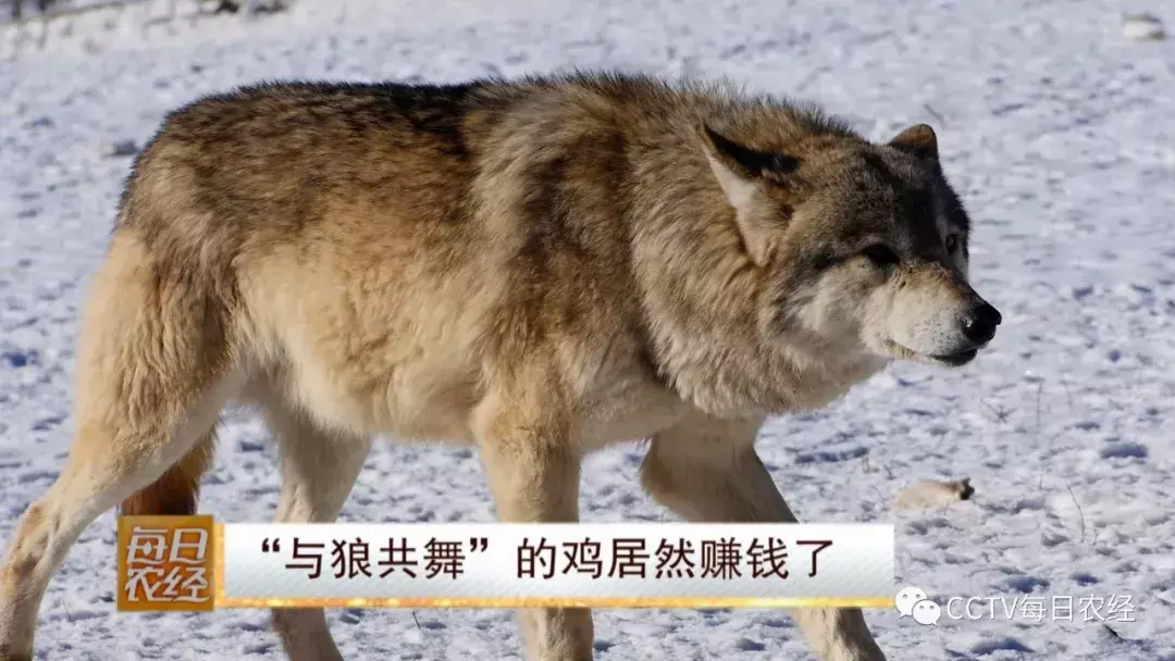 养殖狼_致富经养殖狼_养殖狼有什么经济效益