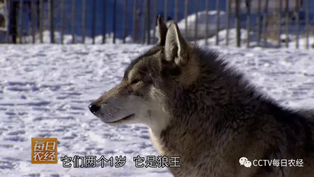 致富经养殖狼_养殖狼_养殖狼有什么经济效益