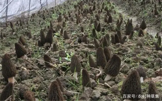 致富经野生菌_野生菌种植基地_野生菌产业