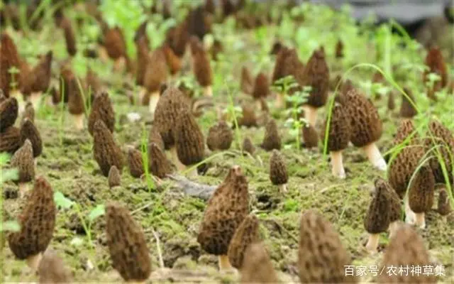 野生菌产业_致富经野生菌_野生菌种植基地
