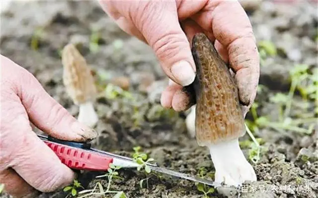 野生菌种植基地_野生菌产业_致富经野生菌