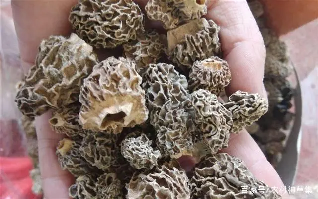 野生菌产业_野生菌种植基地_致富经野生菌
