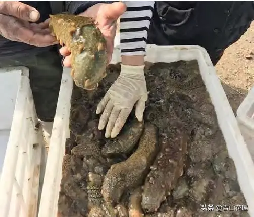 日本对虾与海参生态健康混养技术