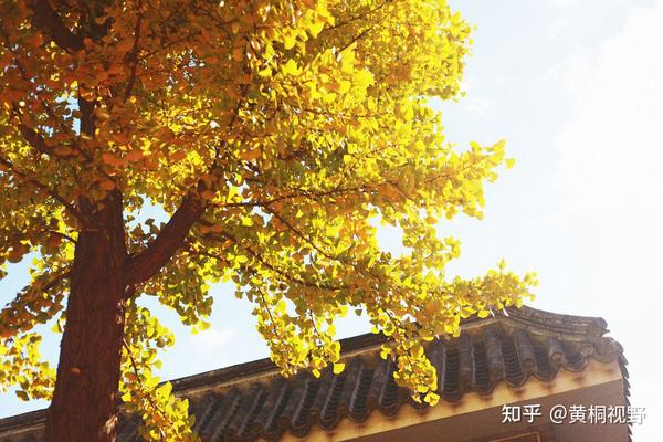养殖致富项目农村_致富养殖农村项目有哪些_农村致富养殖项目大全