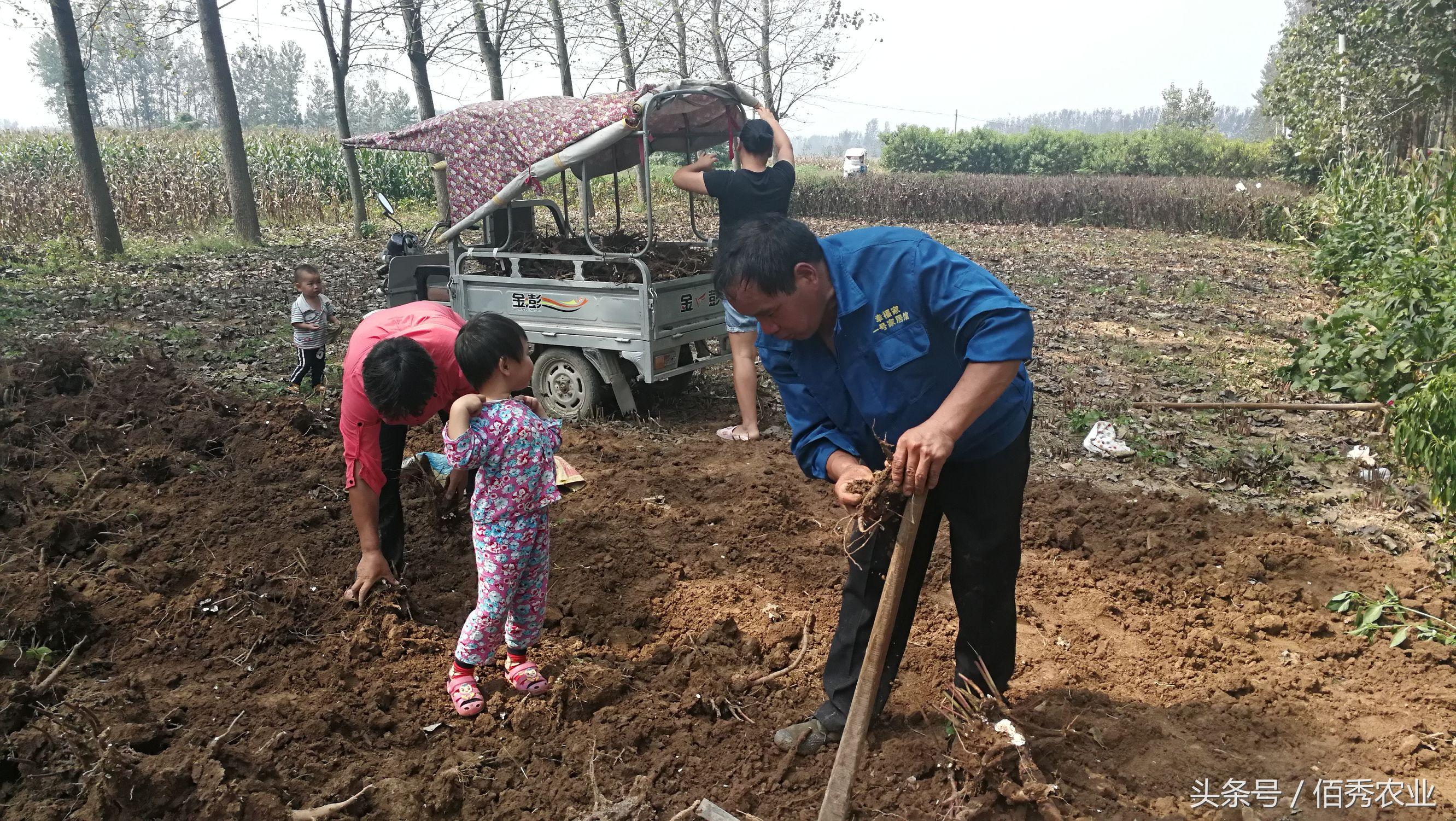2020年种植白术怎么样_白术种植 致富_致富种植白术视频
