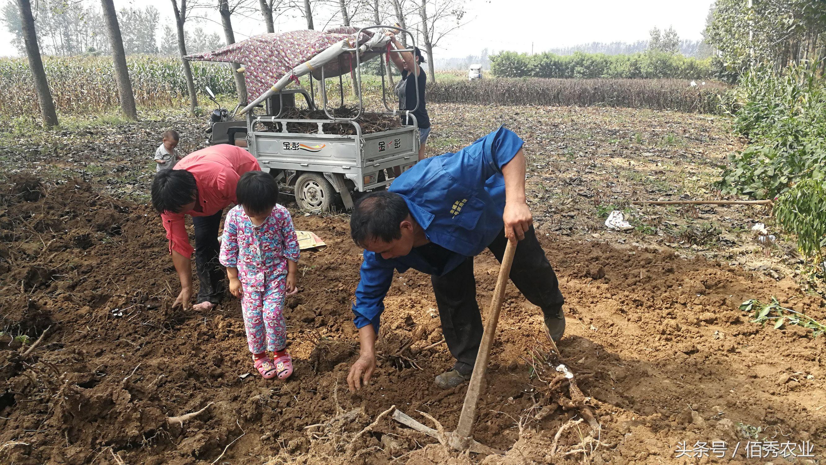 致富种植白术视频_2020年种植白术怎么样_白术种植 致富