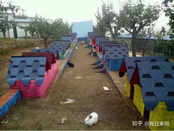 林下养兔致富经_致富经养殖养兔_致富经养兔子