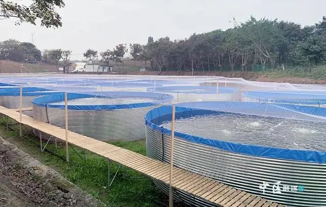 浙江养殖水产致富_浙江水产养殖基地_浙江水产养殖公司