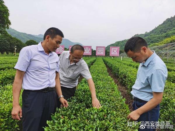 种植猕猴桃前景怎么样_致富种植猕猴桃怎么样_种植猕猴桃致富