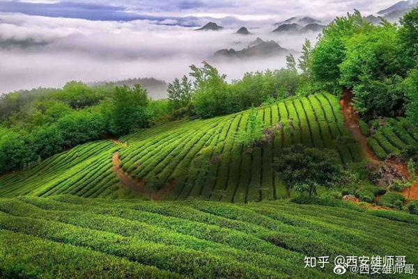 种植猕猴桃致富_种植猕猴桃前景怎么样_致富种植猕猴桃怎么样