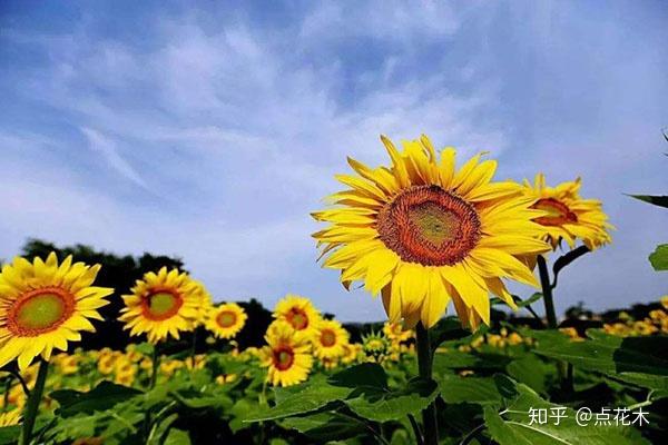 杜仲种子怎么种植技术_杜仲种子育苗技术_杜仲种子怎么种植