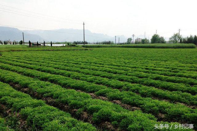 2021年农民种植白术怎么样_2020年种植白术怎么样_白术种植 致富