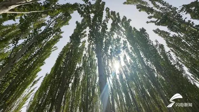 新疆种沙桑树致富经_新疆桑树品种_致富新疆沙种桑树视频