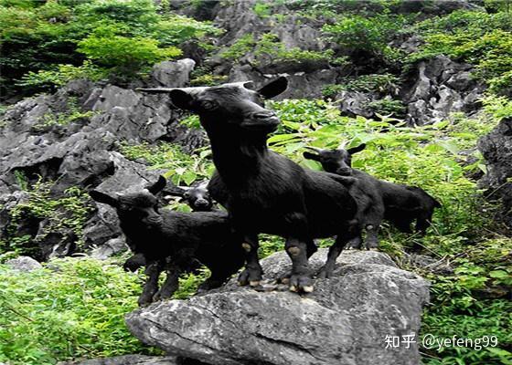 养殖山羊技术资料_山羊养殖技术大全_山羊养殖资料技术规范