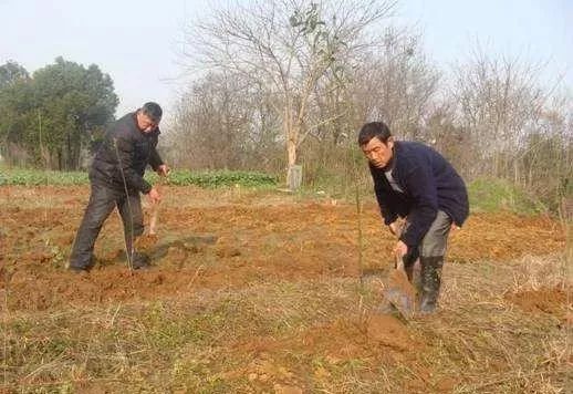 农村致富项目种植业_农村种植致富地点_农民致富种植项目