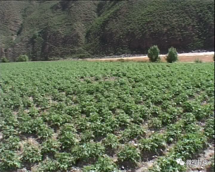 农村致富项目种植业_几个有前景的农村种植致富项目_农村种植致富地点
