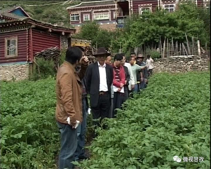 农村致富项目种植业_几个有前景的农村种植致富项目_农村种植致富地点