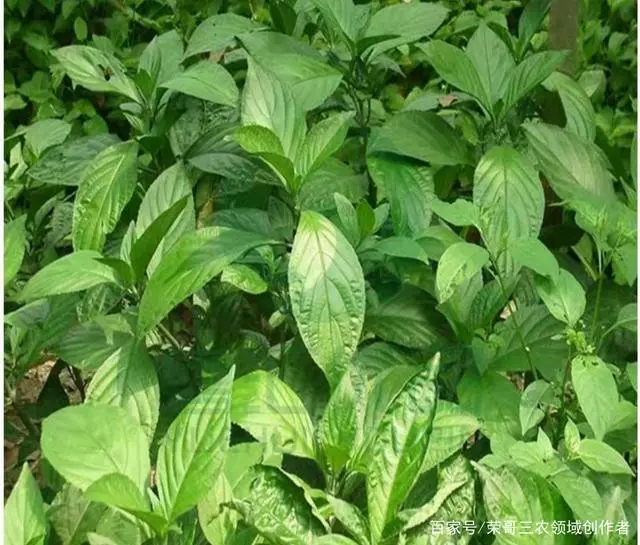 致富种植收购项目怎么样_致富种植创业项目_种植致富项目收购